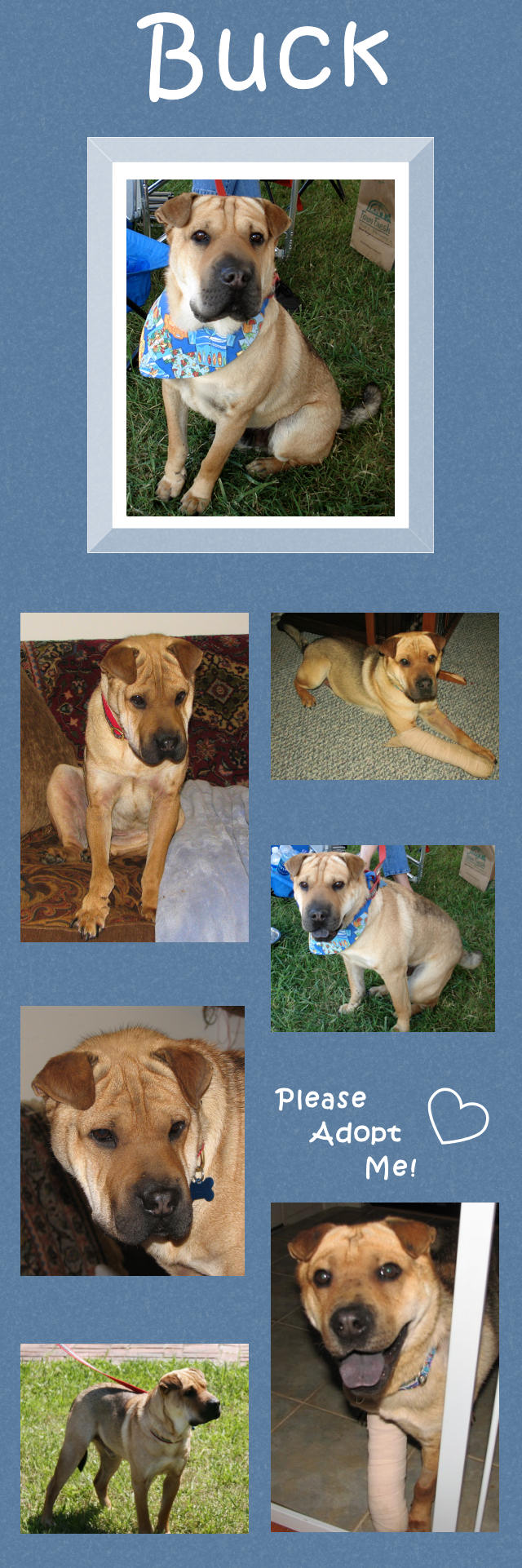 Male Shar-Pei - Buck