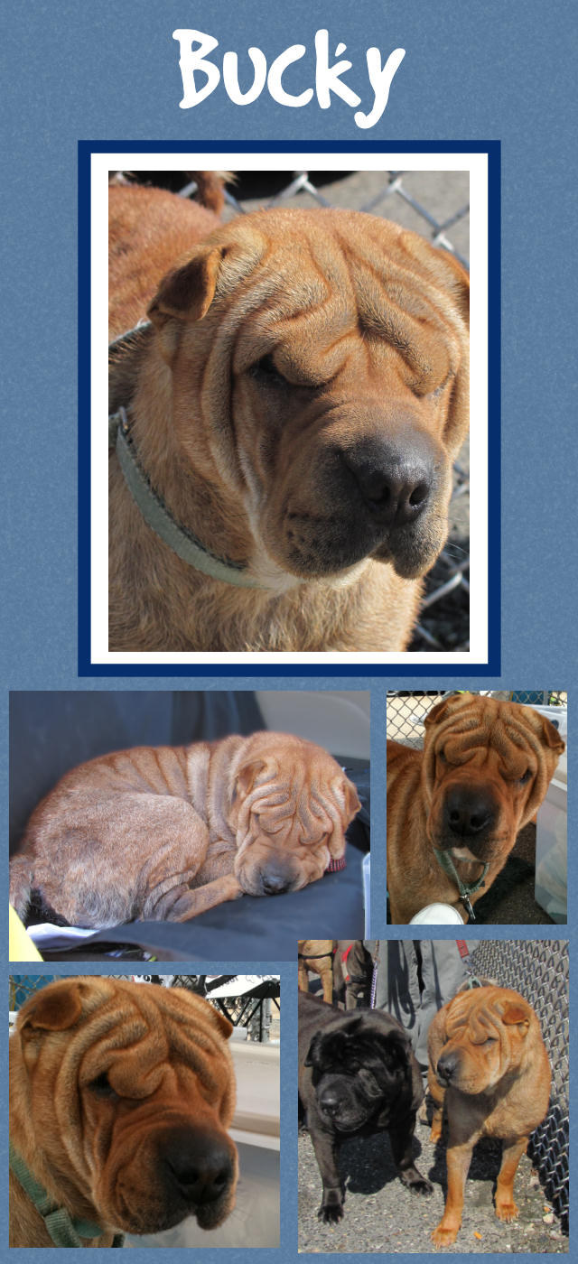 Male Shar-Pei - Bucky