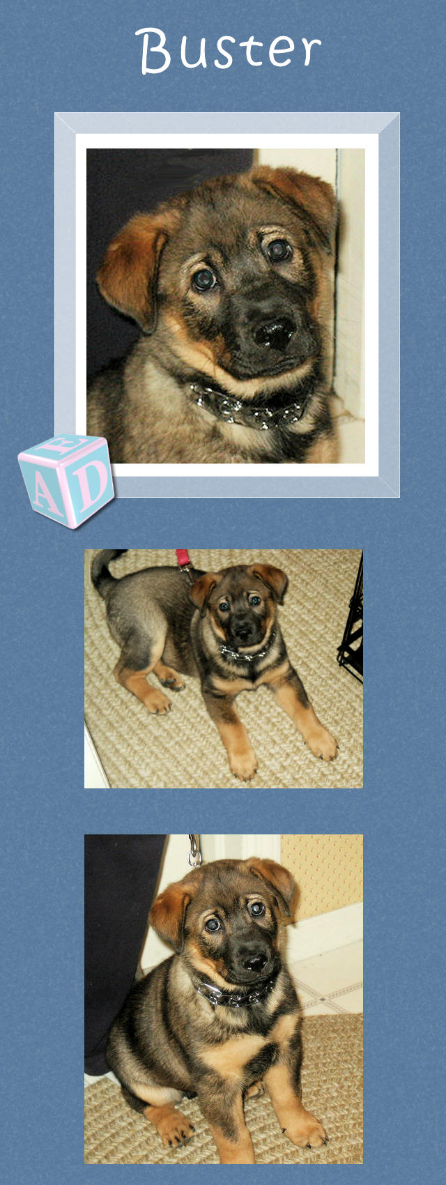 Male Shar-Pei Mix Puppy - Buster