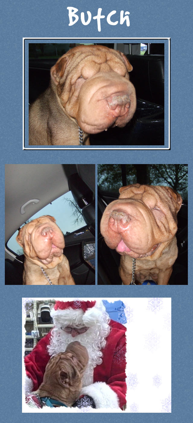 Butch Male Shar-Pei