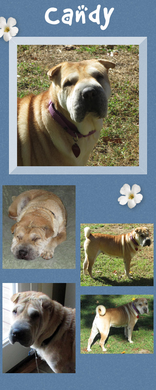 Female Shar-Pei - Candy