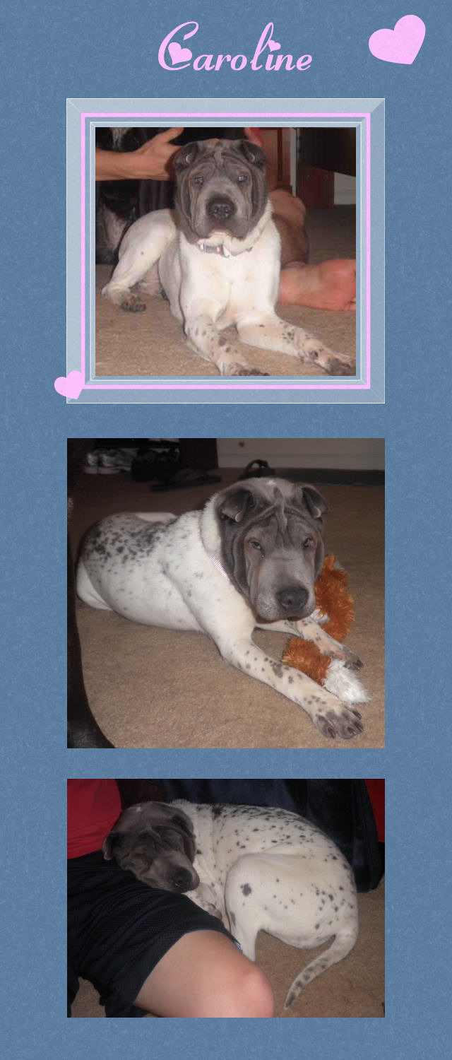 Female Shar-Pei - Caroline
