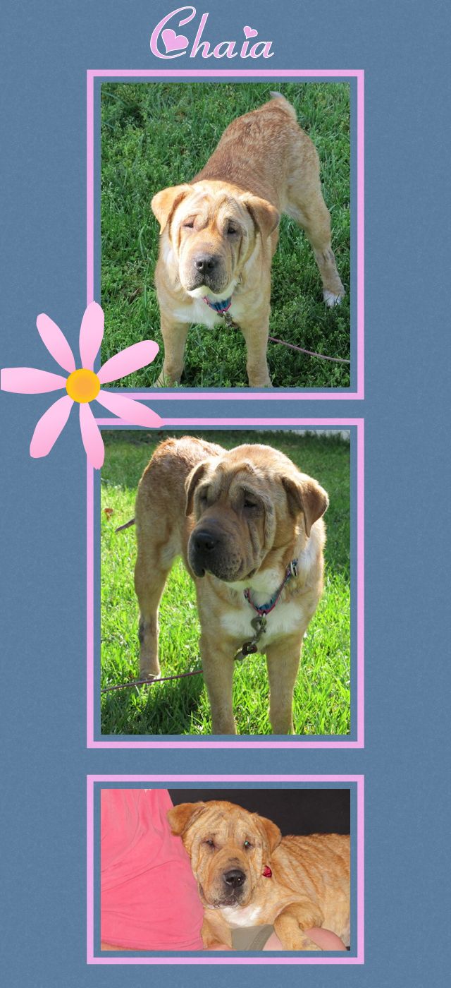 Chinese Shar-Pei - Chaia