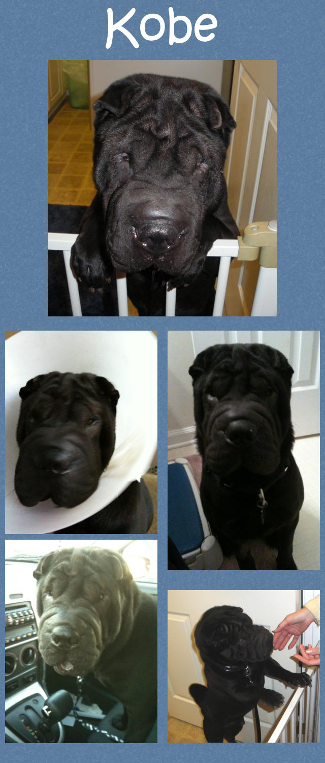 Male Shar-Pei
