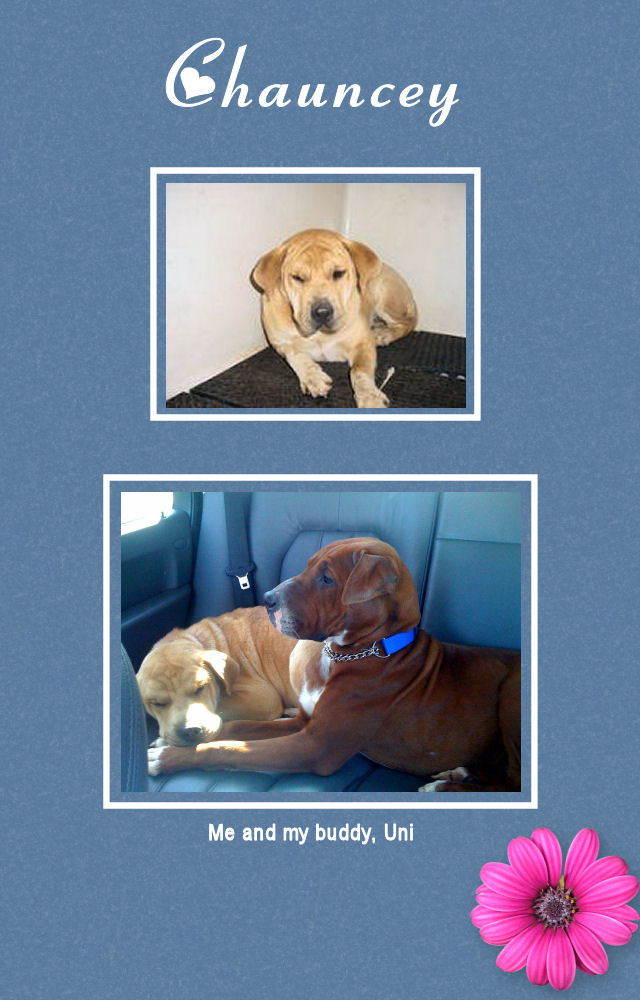 Chauncey Female Shar-Pei Lab Mix