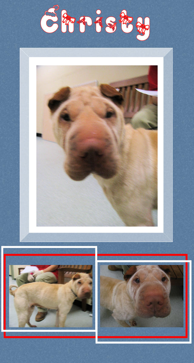 Christy - Female Shar-Pei