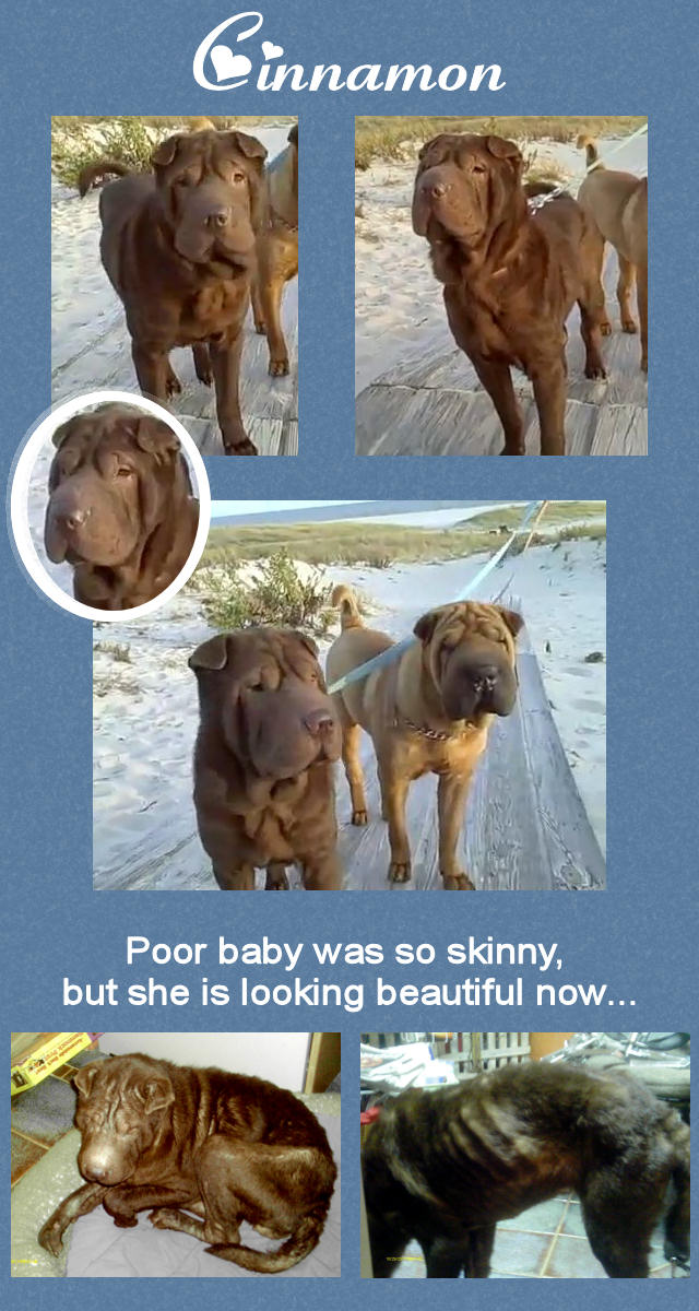 Chinese Shar-Pei - Cinnamon