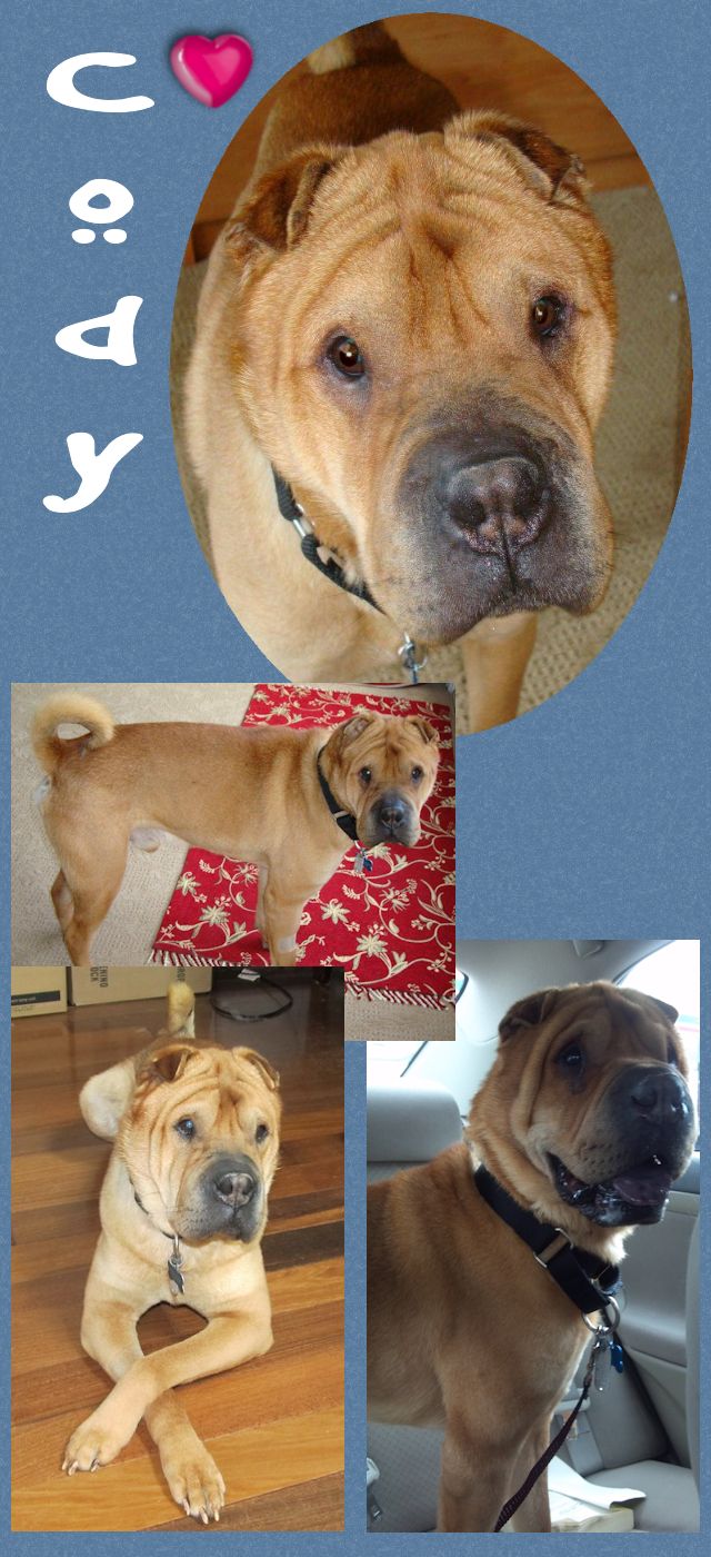 Chinese Shar-Pei - Cody