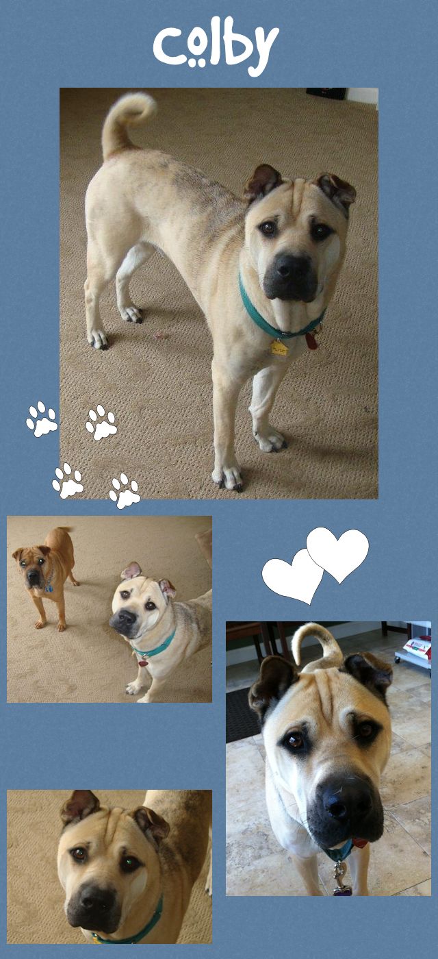 Shar-Pei - Colby