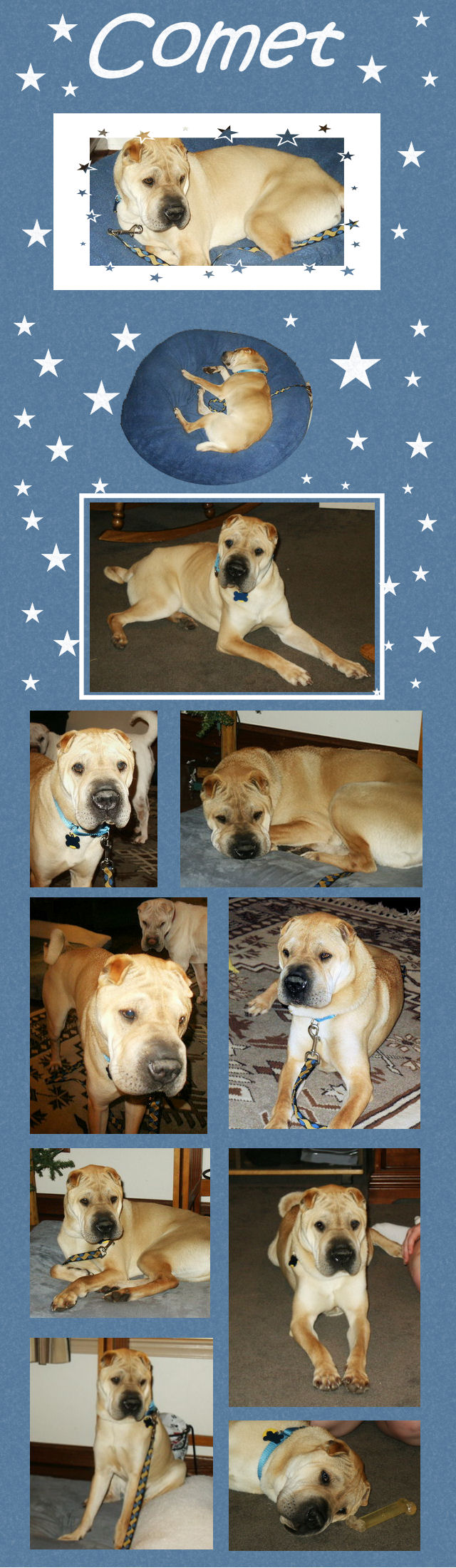 Comet - Male Shar-Pei