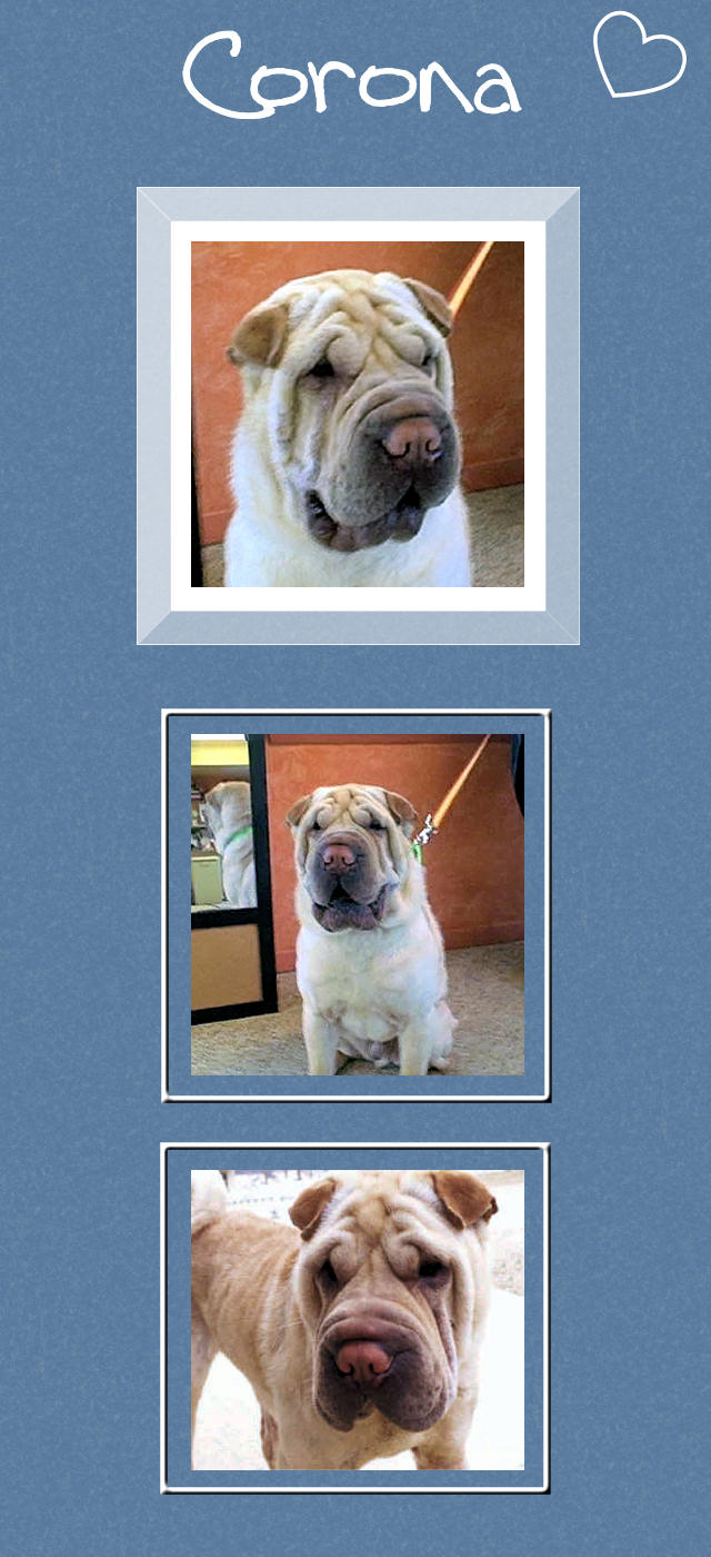 Male Shar-Pei