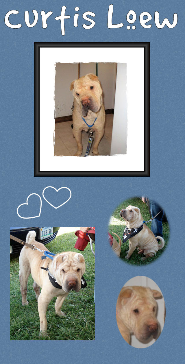 Male Shar-Pei - Curtis Loew