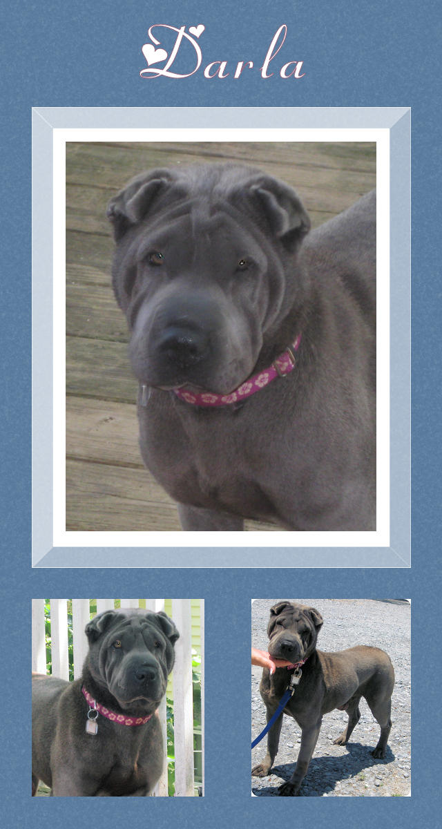 Female Shar-Pei - Twiggs
