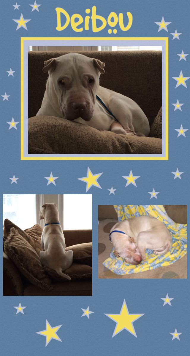 Chinese Shar-Pei - Deibou