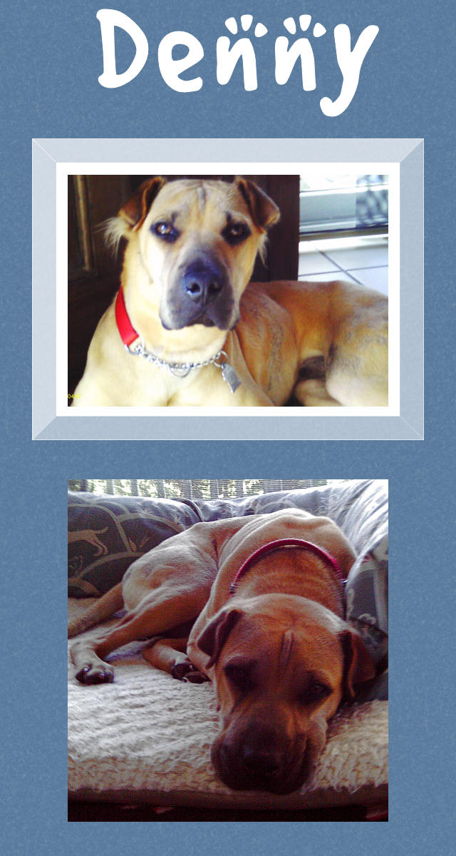 Male Shar-Pei - Denny