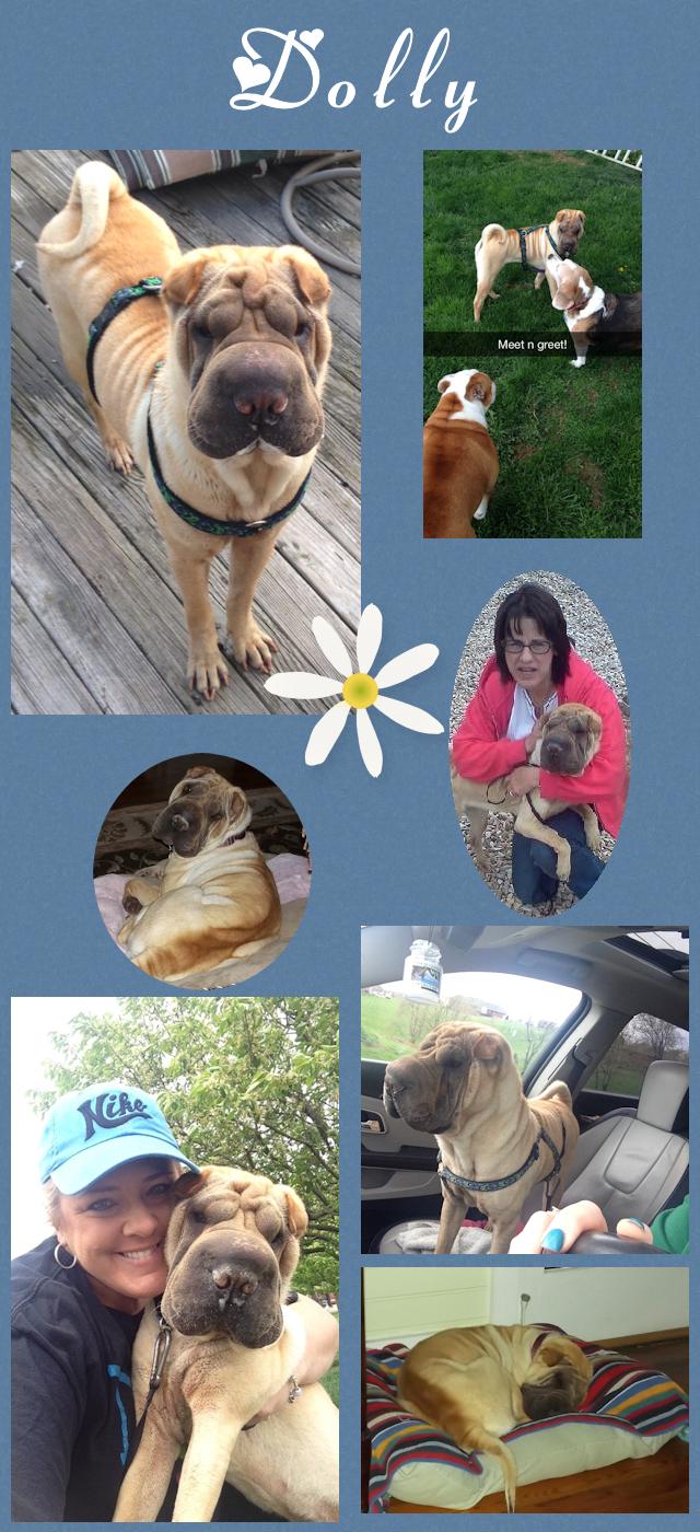 Chinese Shar-Pei - Dolly