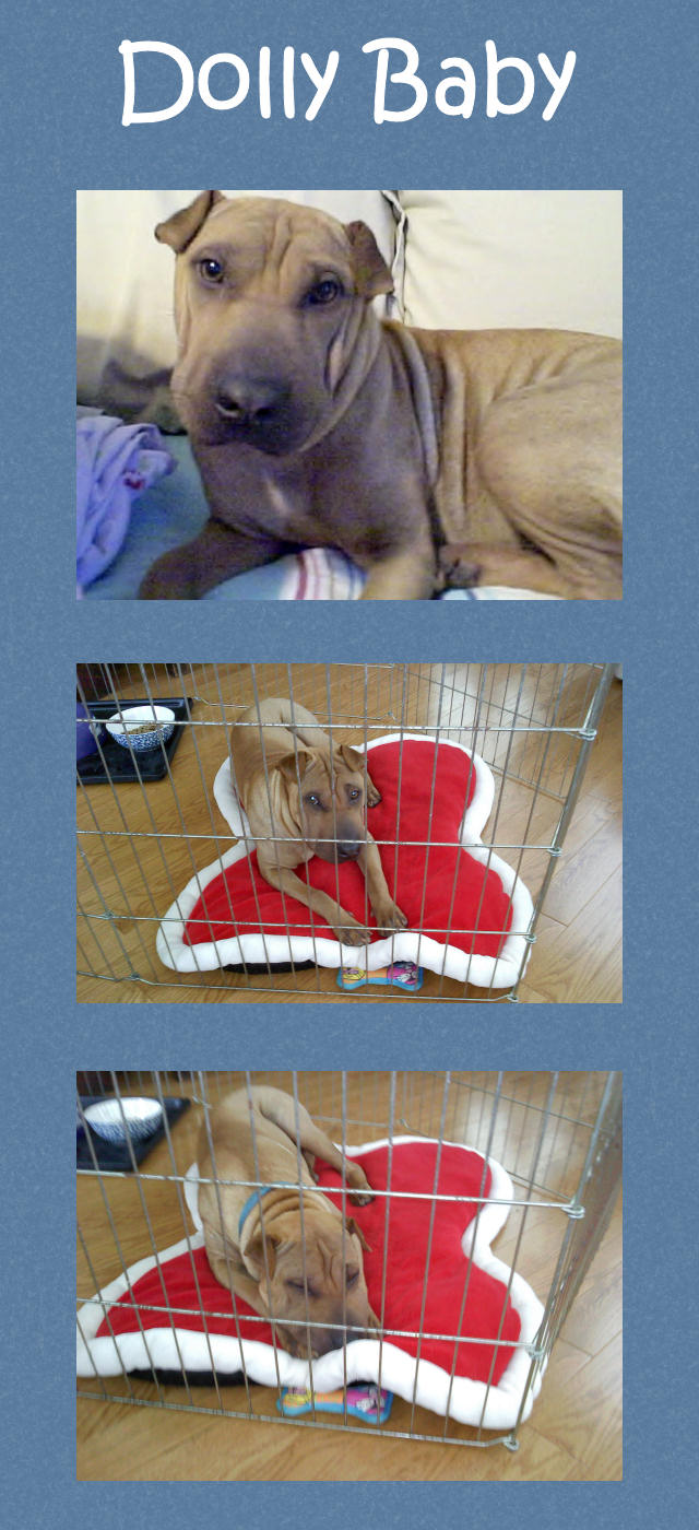 Female Shar-Pei - Dolly Baby