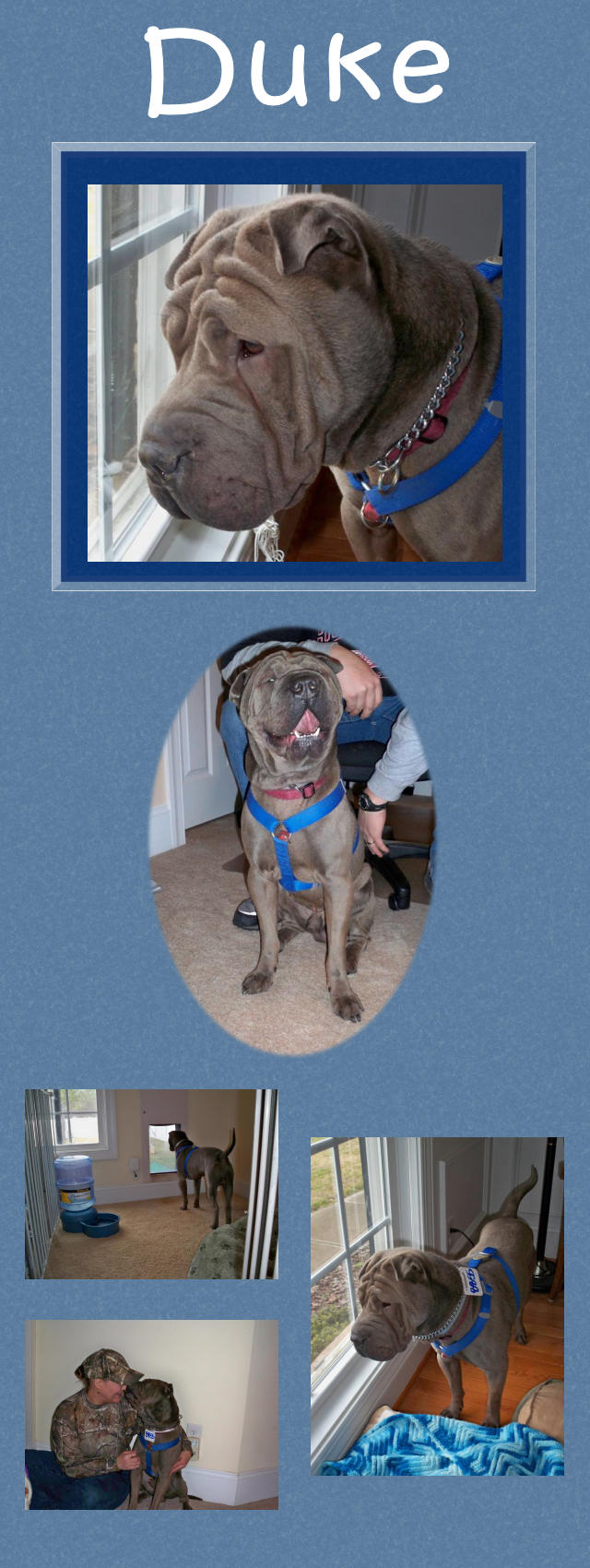 Duke - Male Shar-Pei