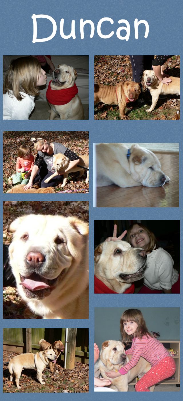 Male Shar-Pei - Duncan