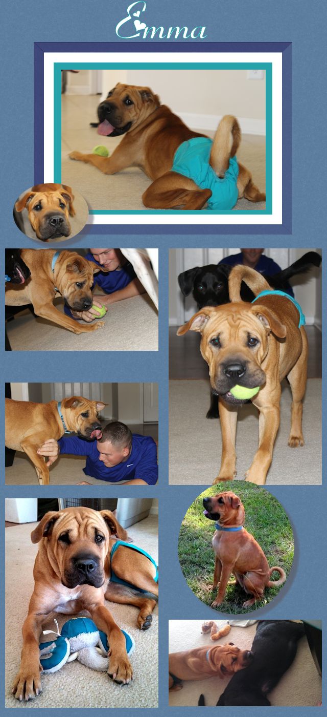 Chinese Shar-Pei - Emma