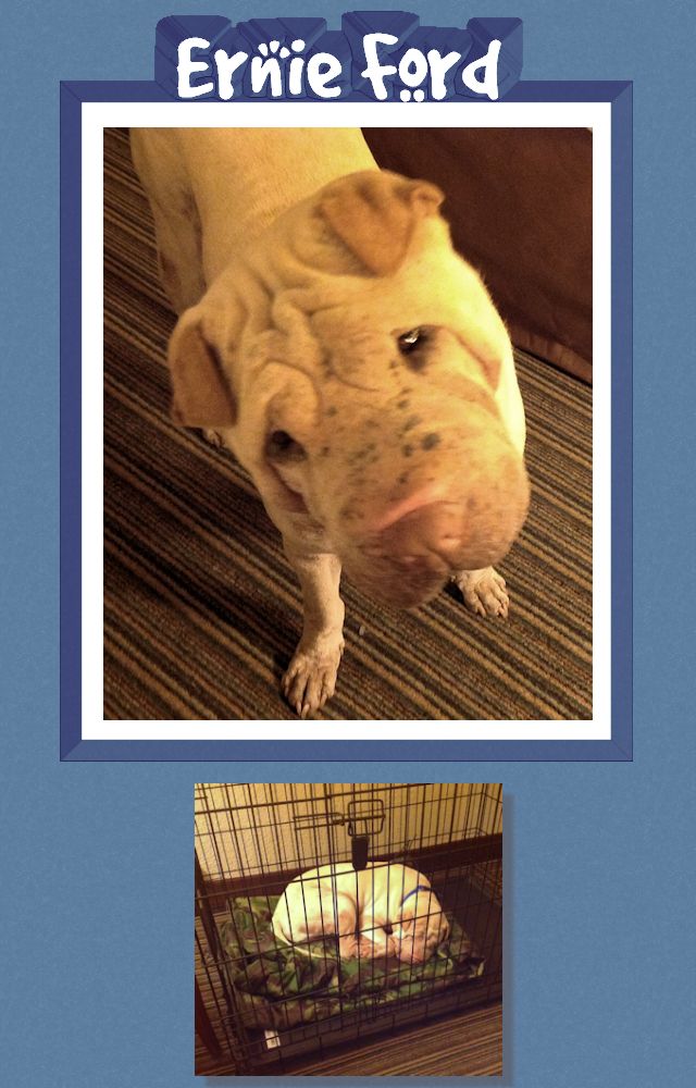 Chinese Shar-Pei - Ernie Ford