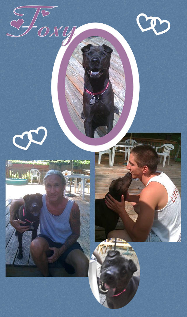 Female Shar-Pei - Foxy