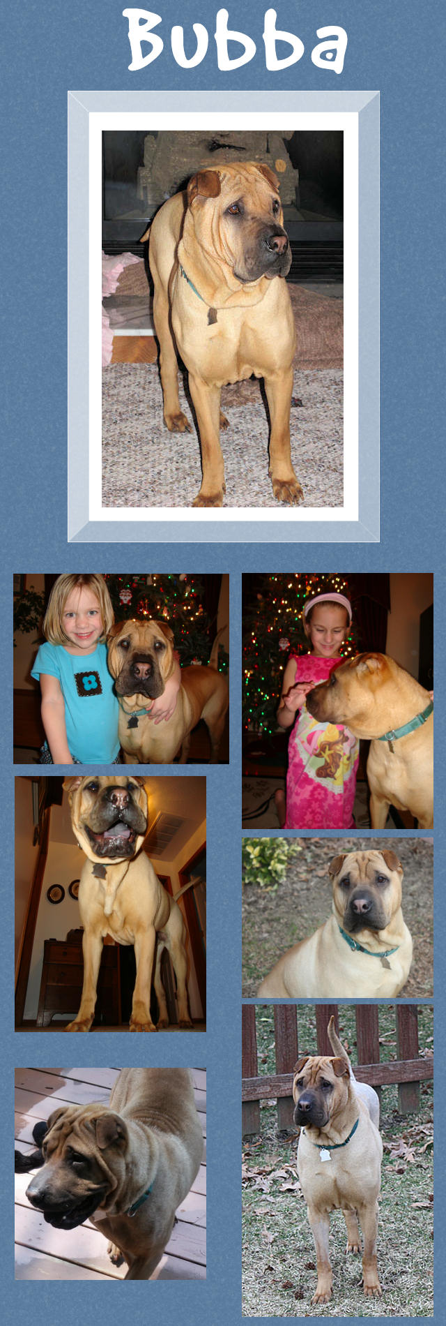 Male Shar-Pei - Bubba