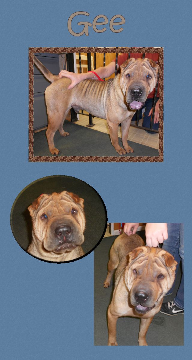Chinese Shar-Pei - Gee