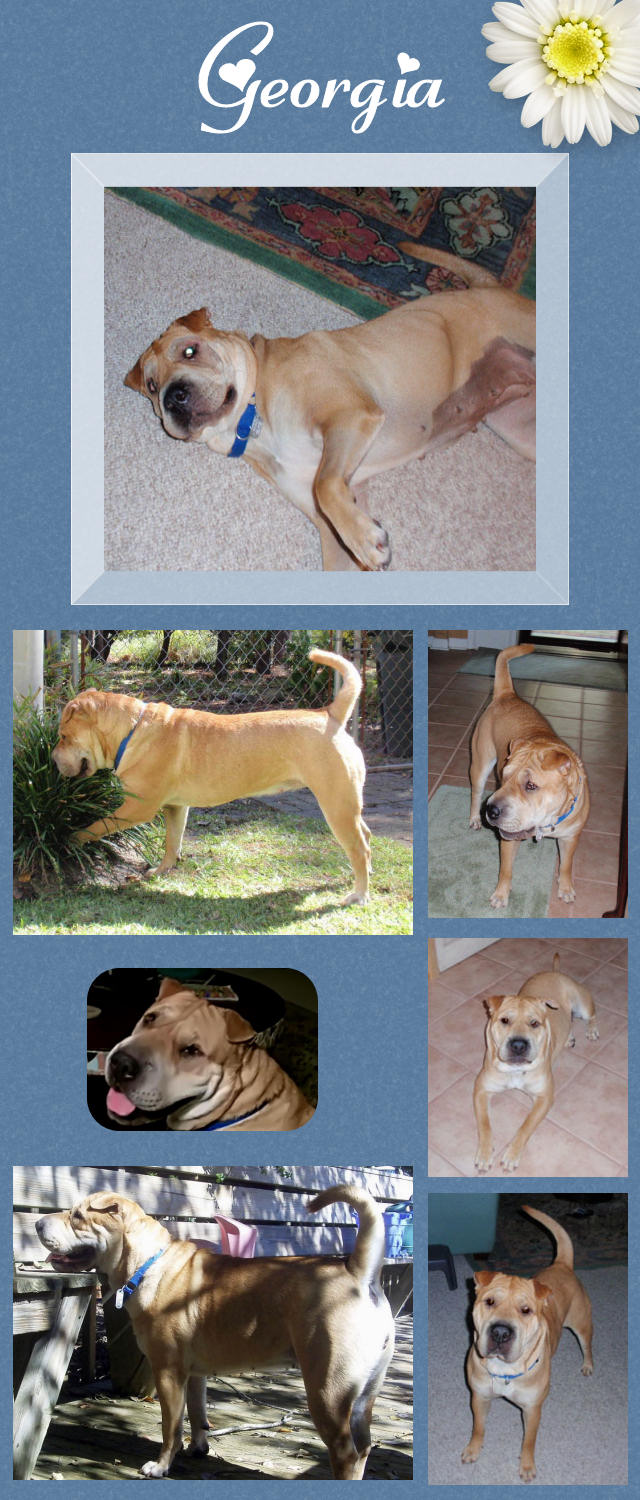 Female Shar-Pei - Georgia