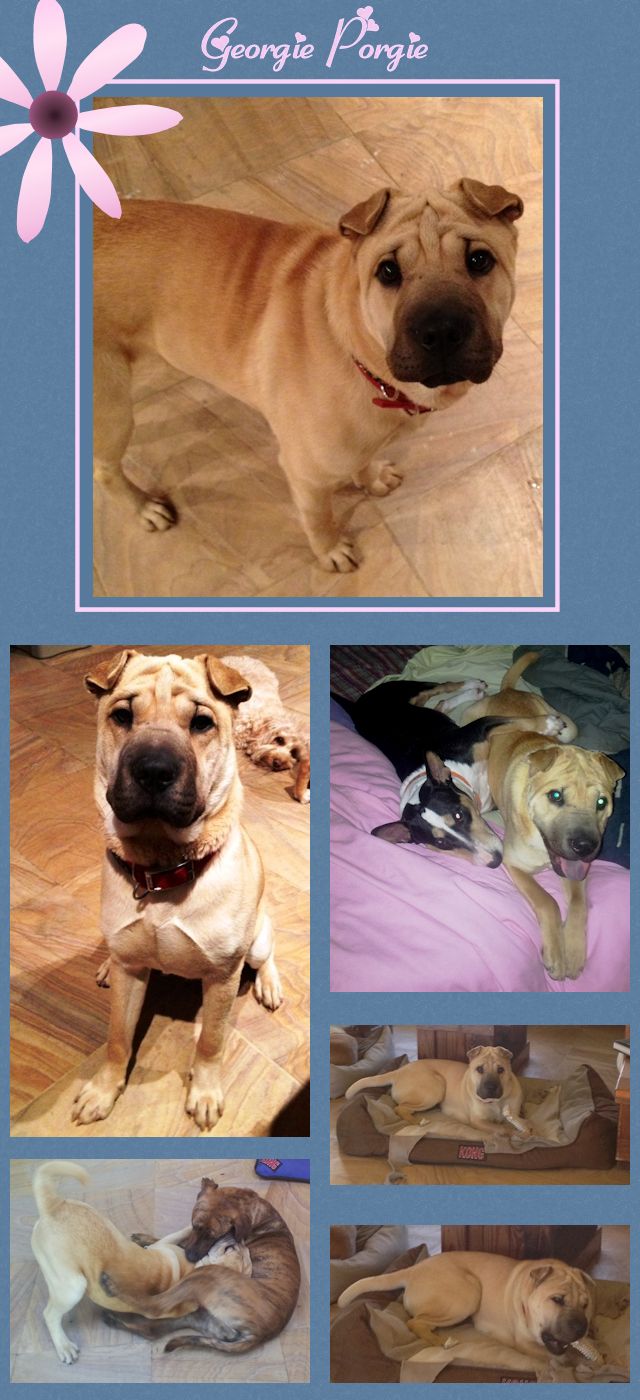 Shar-Pei - Georgie Porgie