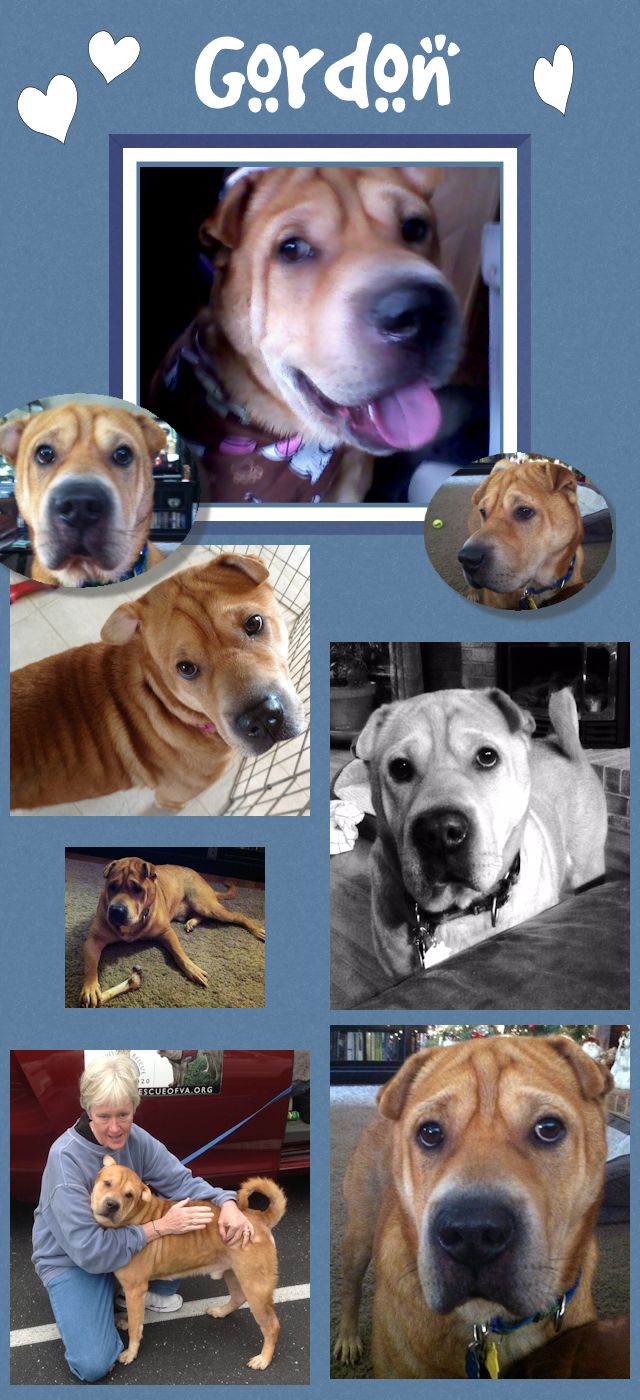 Chinese Shar-Pei - Gordon