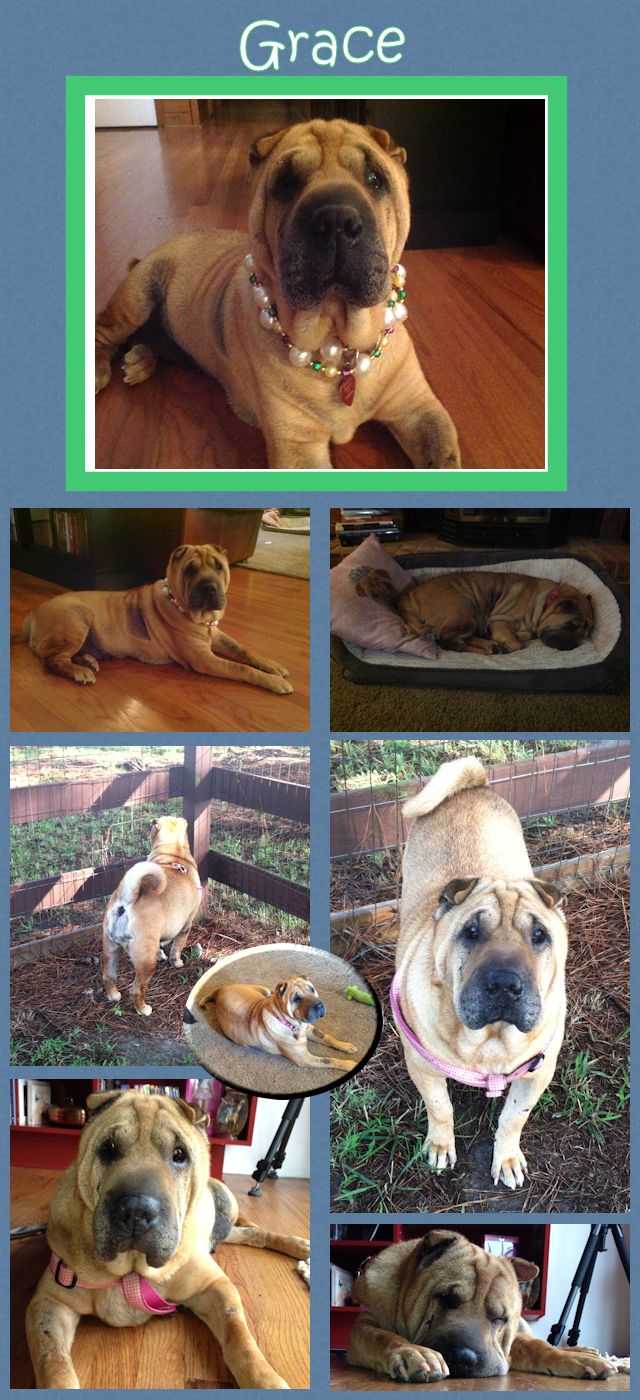 Chinese Shar-Pei - Grace
