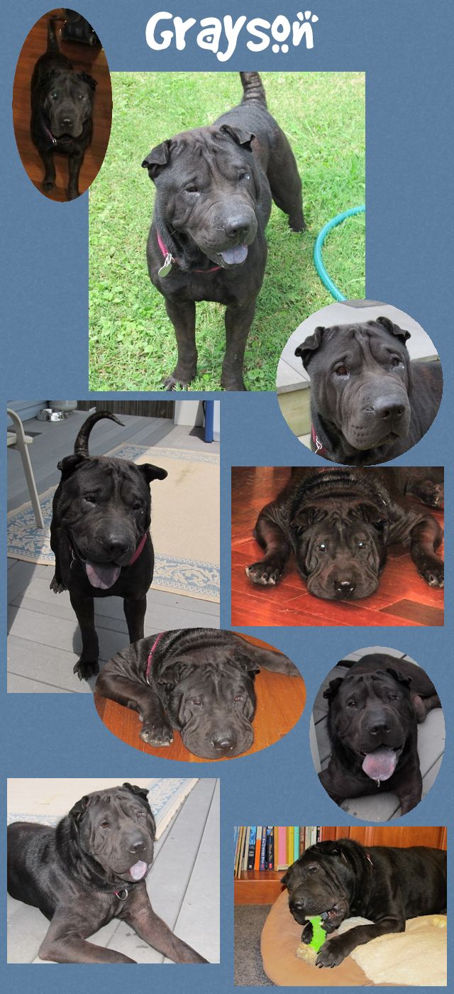 Chinese Shar-Pei - Grayson