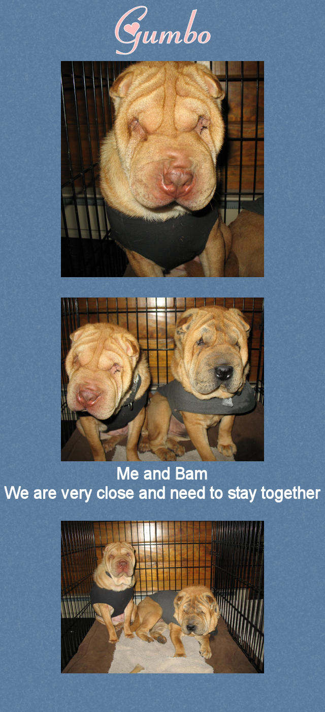 Female Shar-Pei - Gumbo