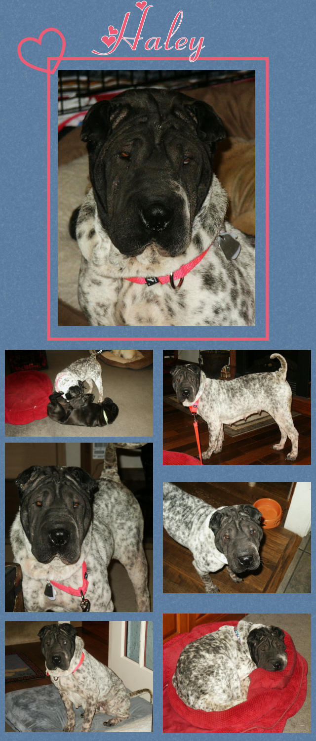 Female Shar-Pei - Haley