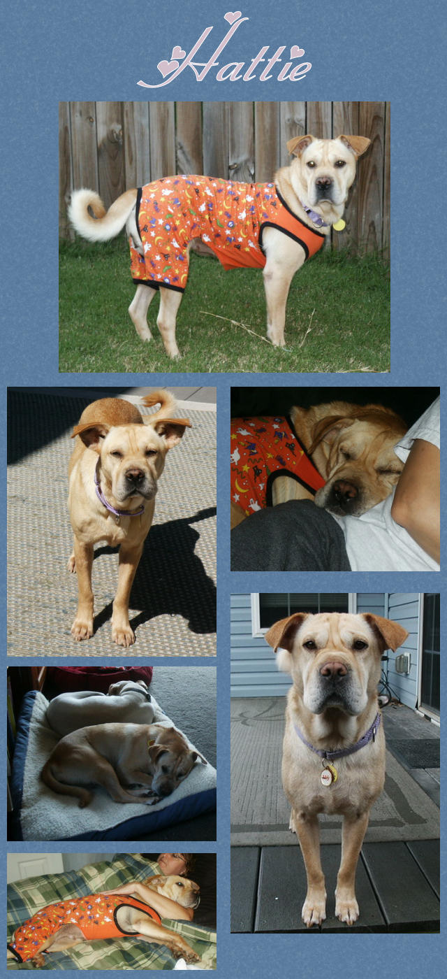 Female Shar-Pei Mix - Hattie