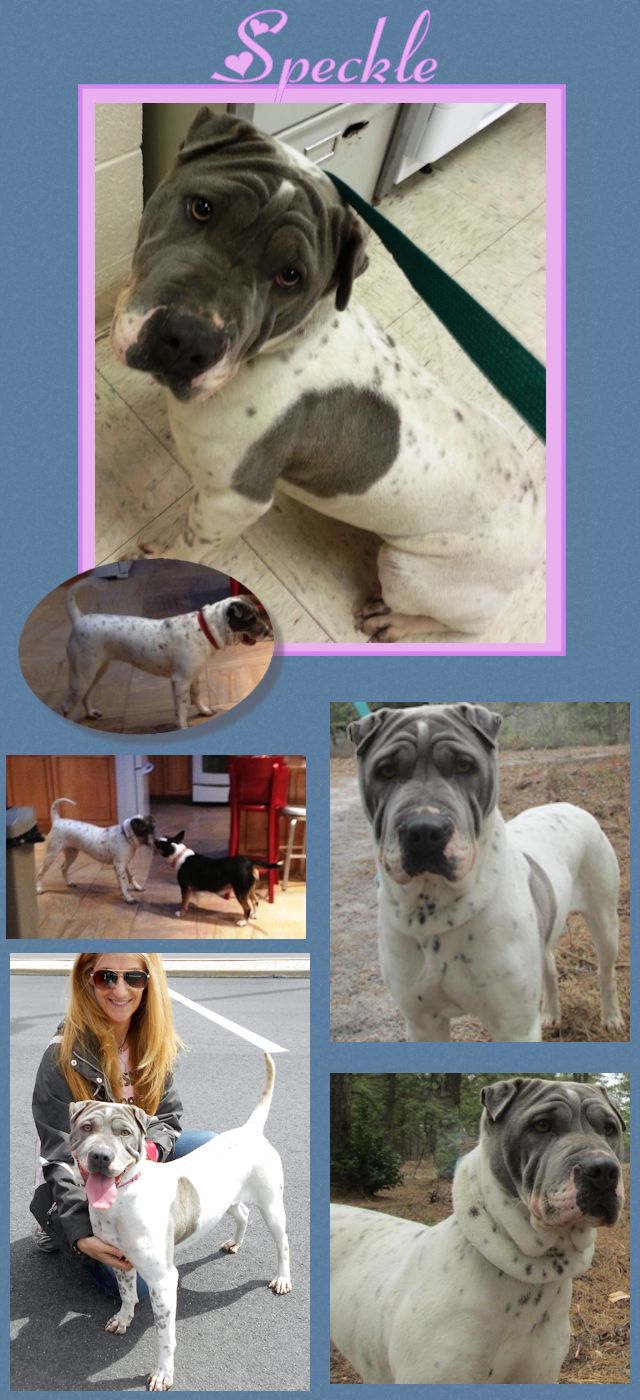 Flowered Shar-Pei - Speckle