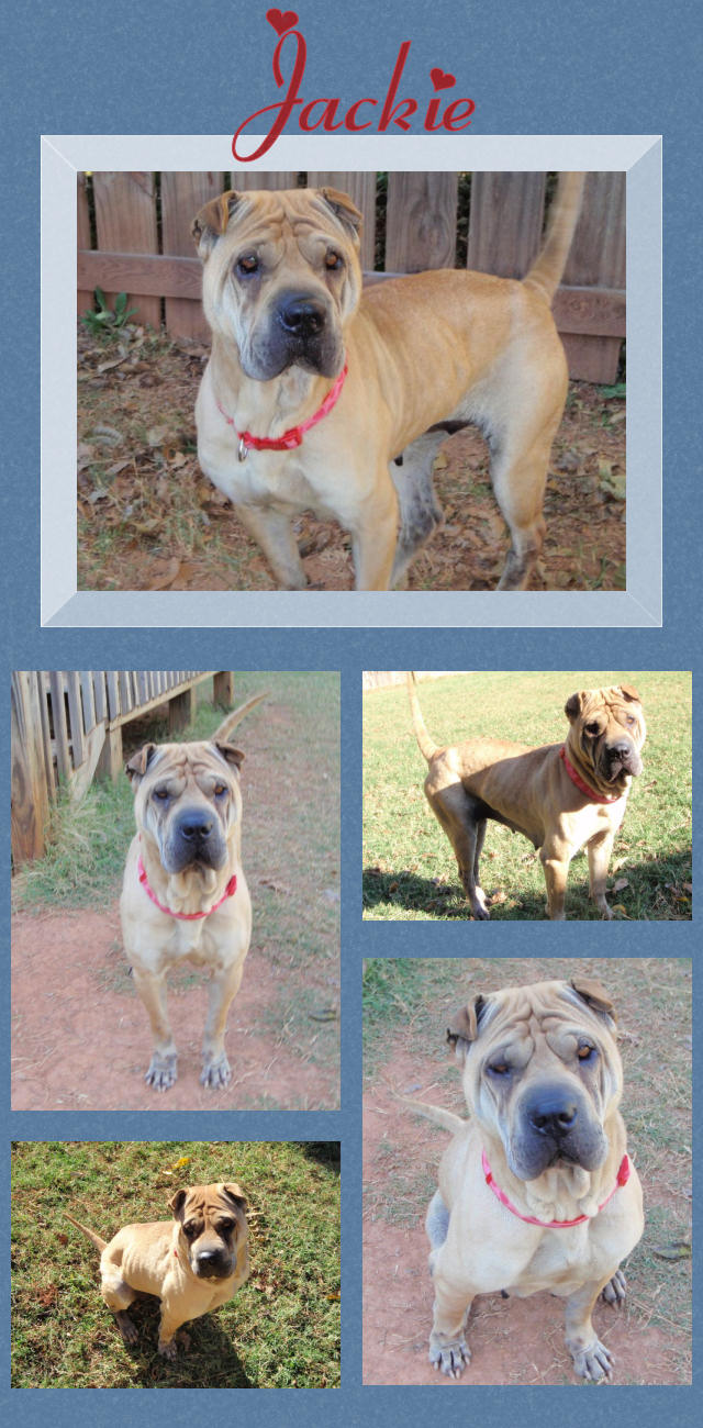 Female Shar-Pei - Jackie