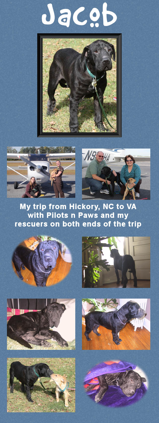 Male Shar-Pei - Jacob