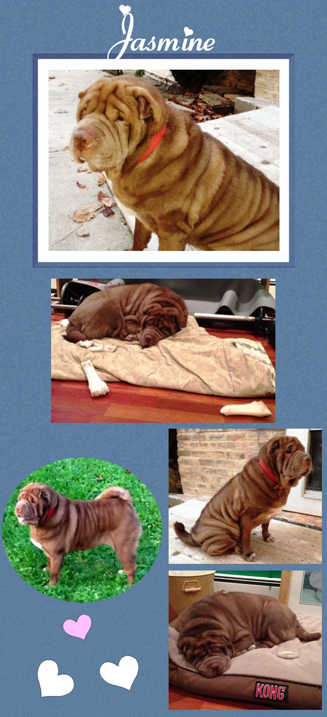 Female Shar-Pei - Jasmine