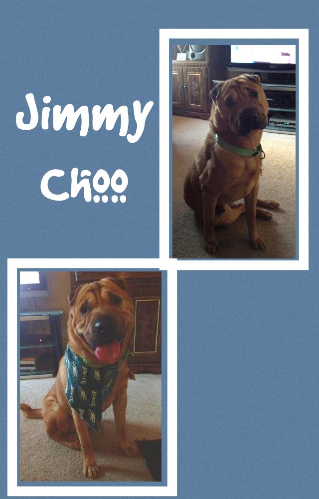 Chinese Shar-Pei - Jimmy Choo