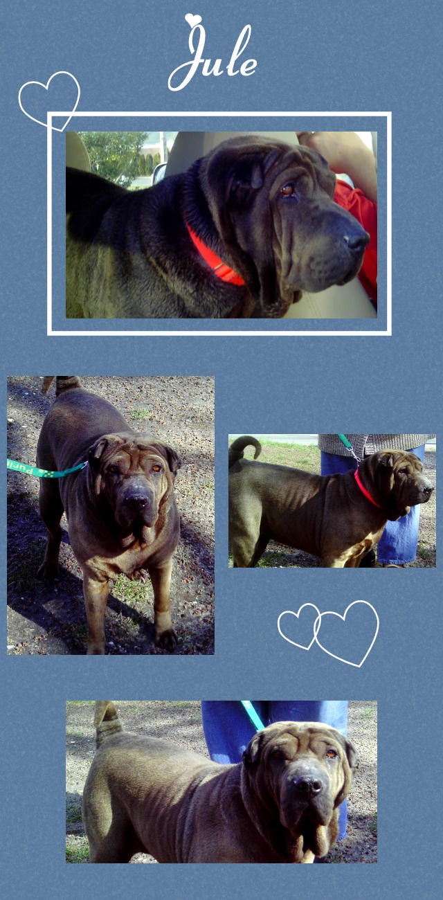 Female Shar-Pei - Jule
