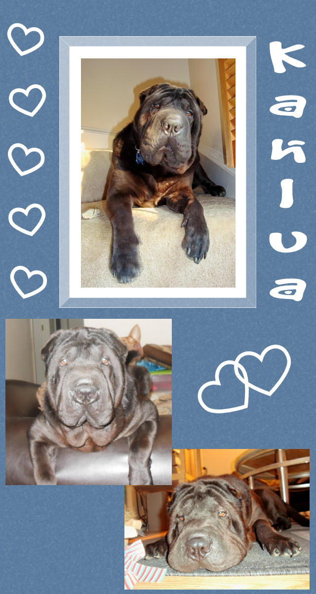 Male Shar-Pei - Kahlua