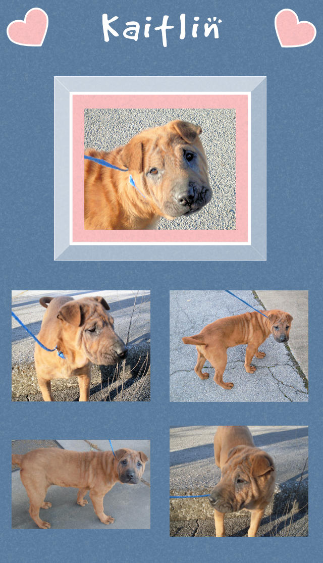 Female Shar-Pei - Kaitlin