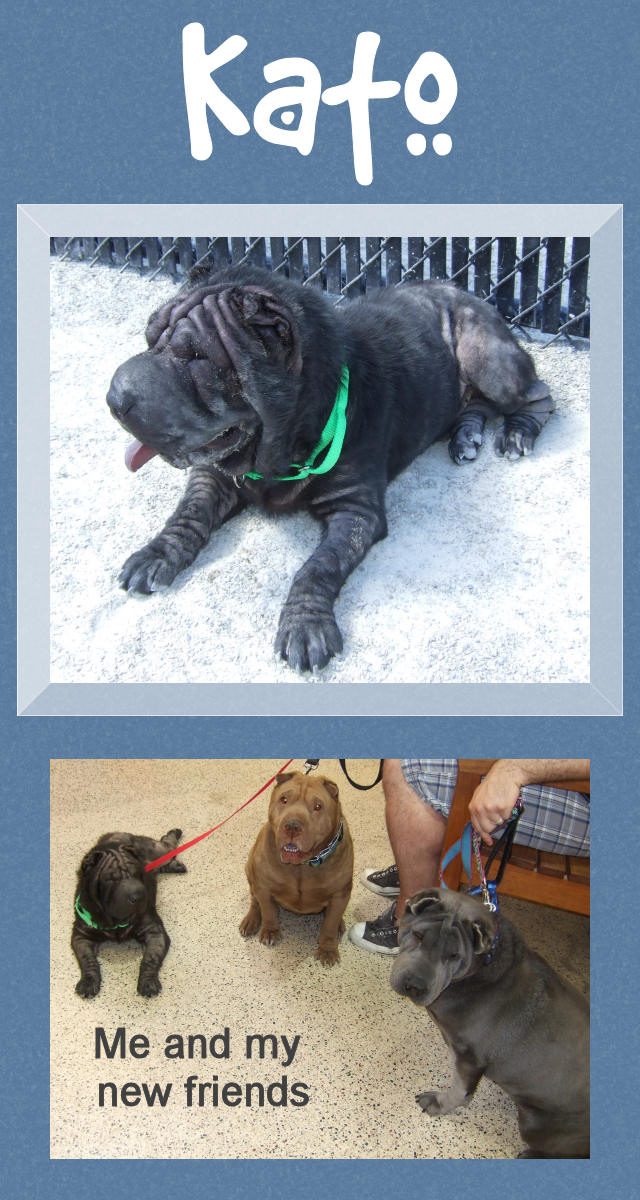 Female Shar-Pei - Kato