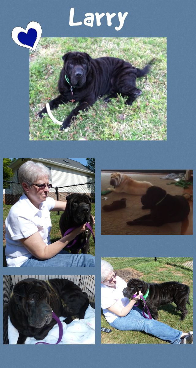 Chinese Shar-Pei - Larry