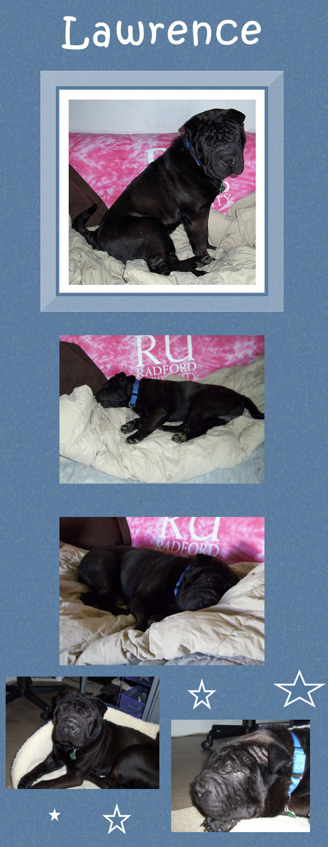 Lawrence Male Shar-Pei