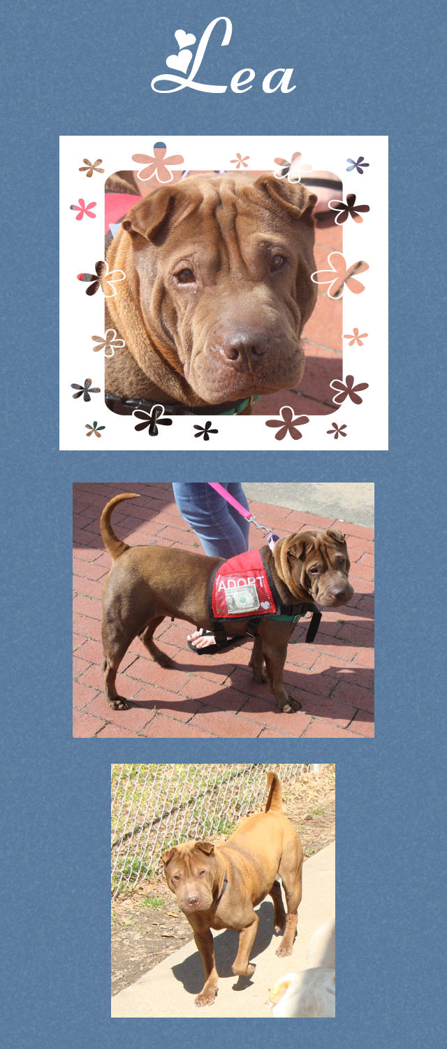 Female Shar-Pei - Lea