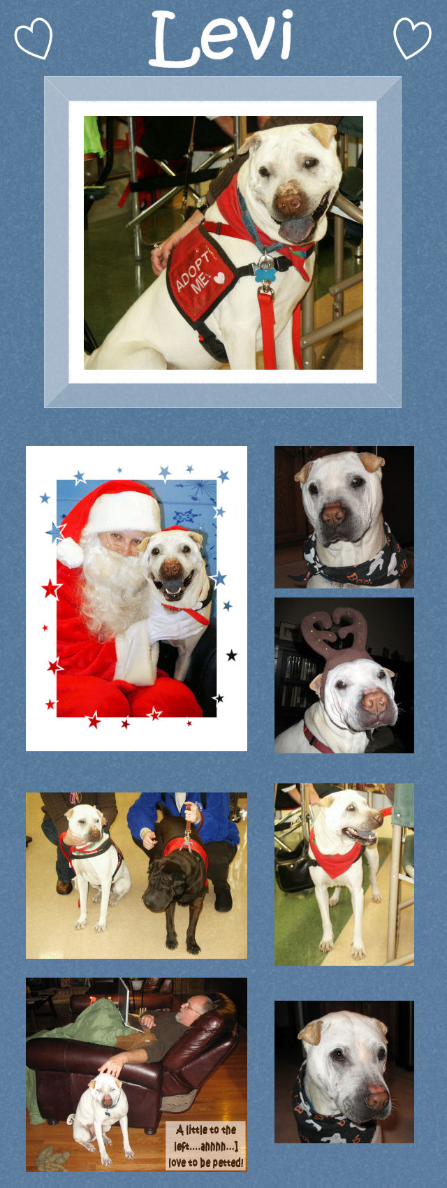 Levi - Male Shar-Pei