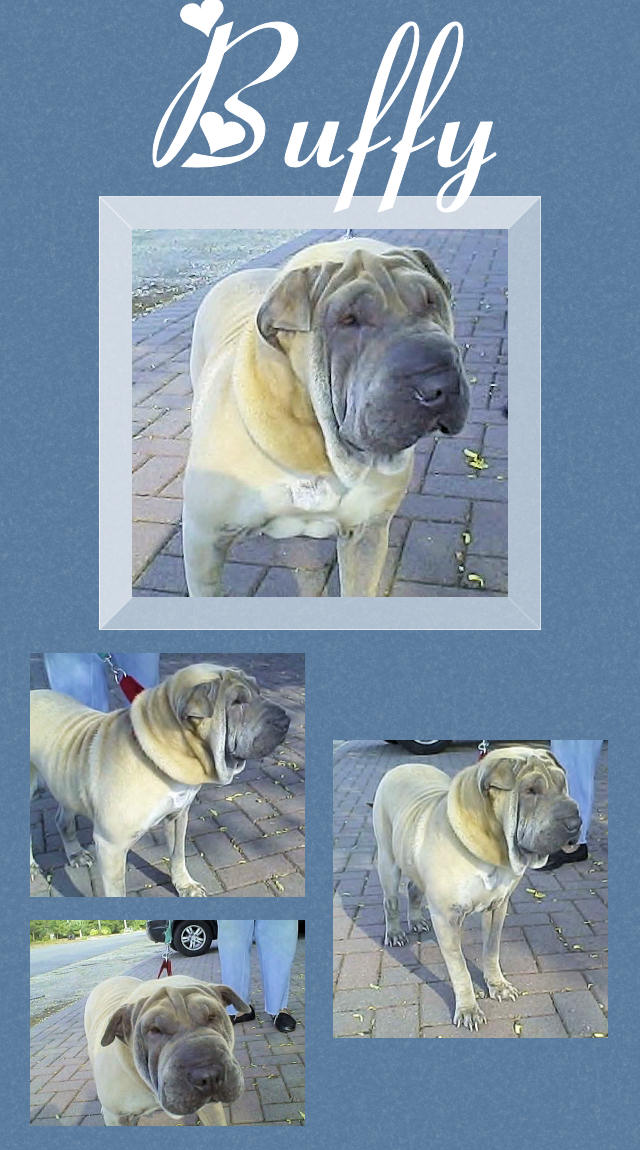 Female Shar-Pei - Buffy